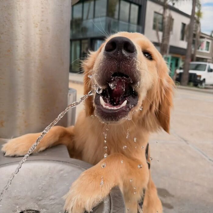 This Page Shared 63 New Photos That Show Why We&rsquo;ll Never Get Tired Of Cats And Dogs