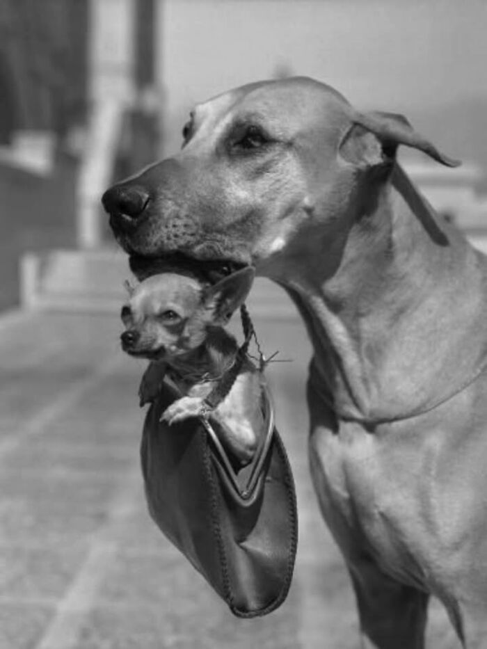 This Page Shared 63 New Photos That Show Why We&rsquo;ll Never Get Tired Of Cats And Dogs