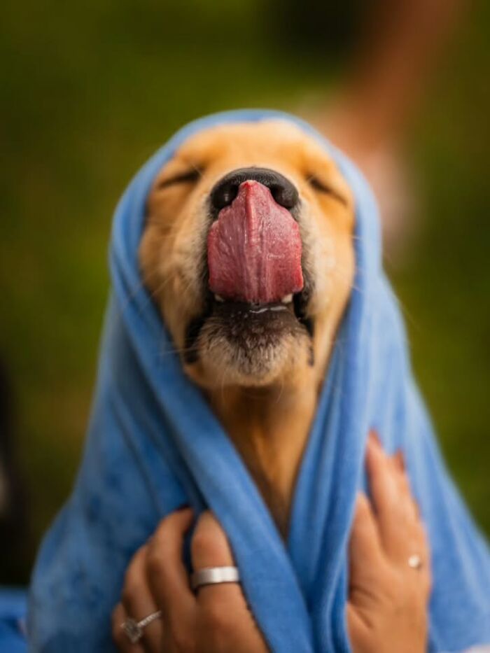 This Page Shared 63 New Photos That Show Why We&rsquo;ll Never Get Tired Of Cats And Dogs