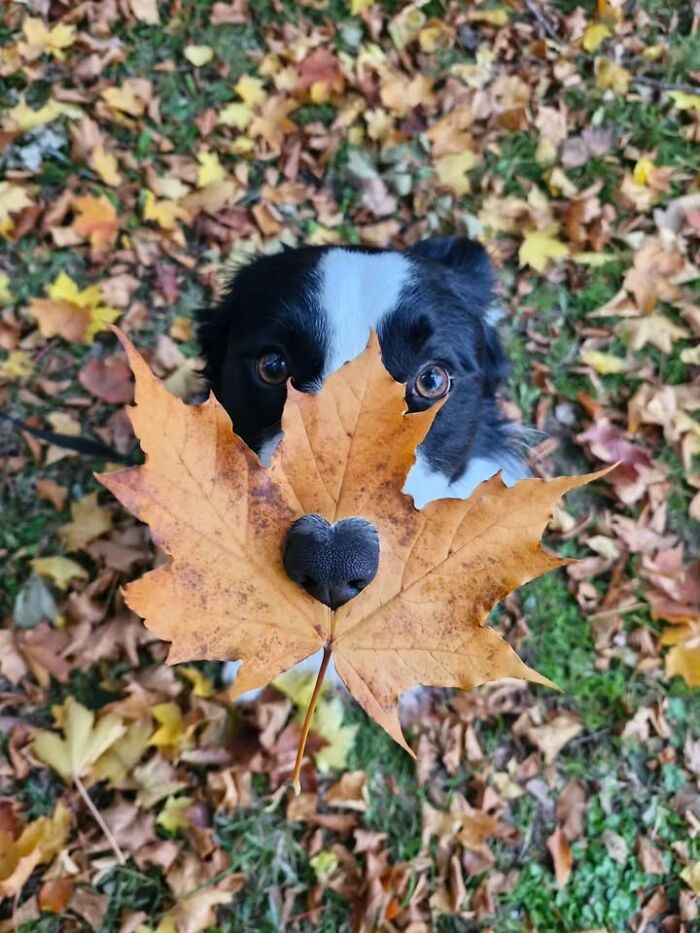 This Page Shared 63 New Photos That Show Why We&rsquo;ll Never Get Tired Of Cats And Dogs
