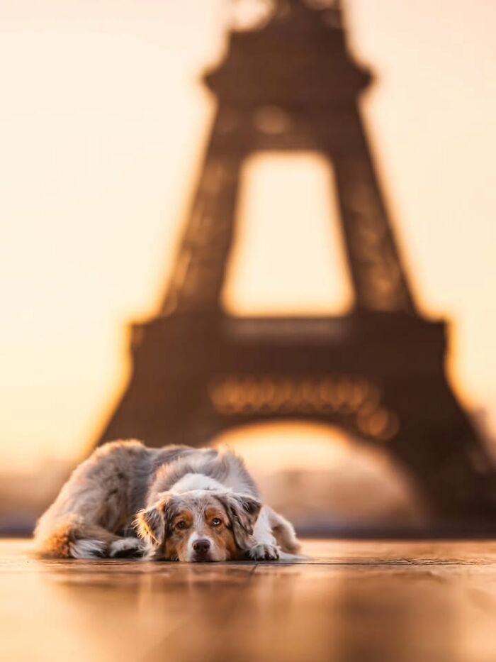 This Page Shared 63 New Photos That Show Why We&rsquo;ll Never Get Tired Of Cats And Dogs