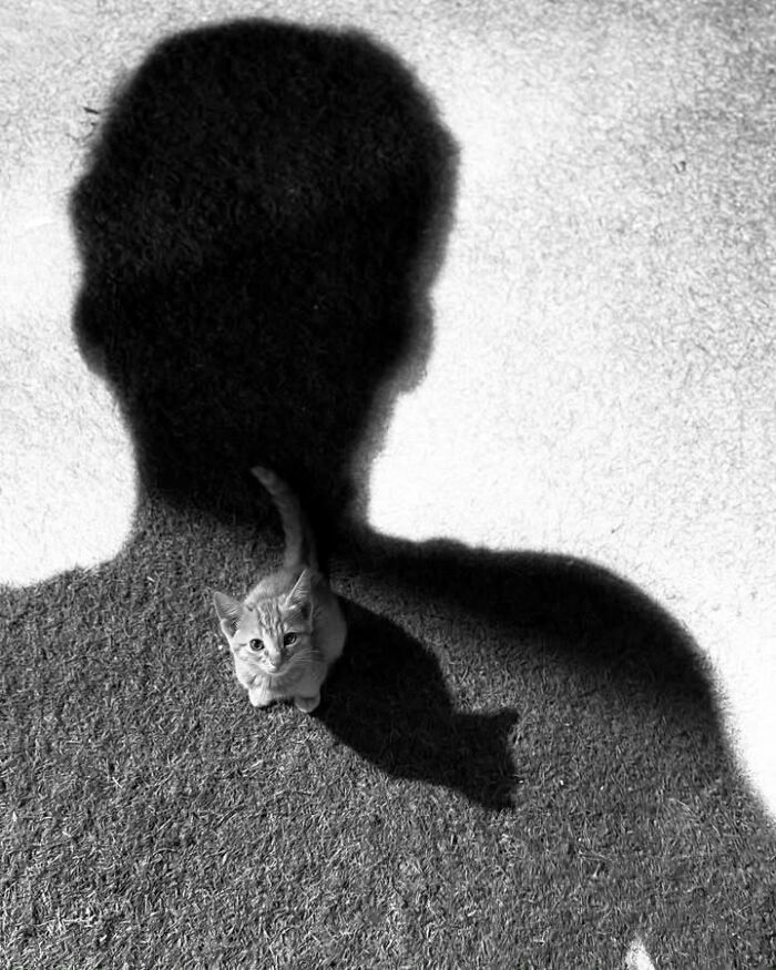 This Page Shared 63 New Photos That Show Why We&rsquo;ll Never Get Tired Of Cats And Dogs