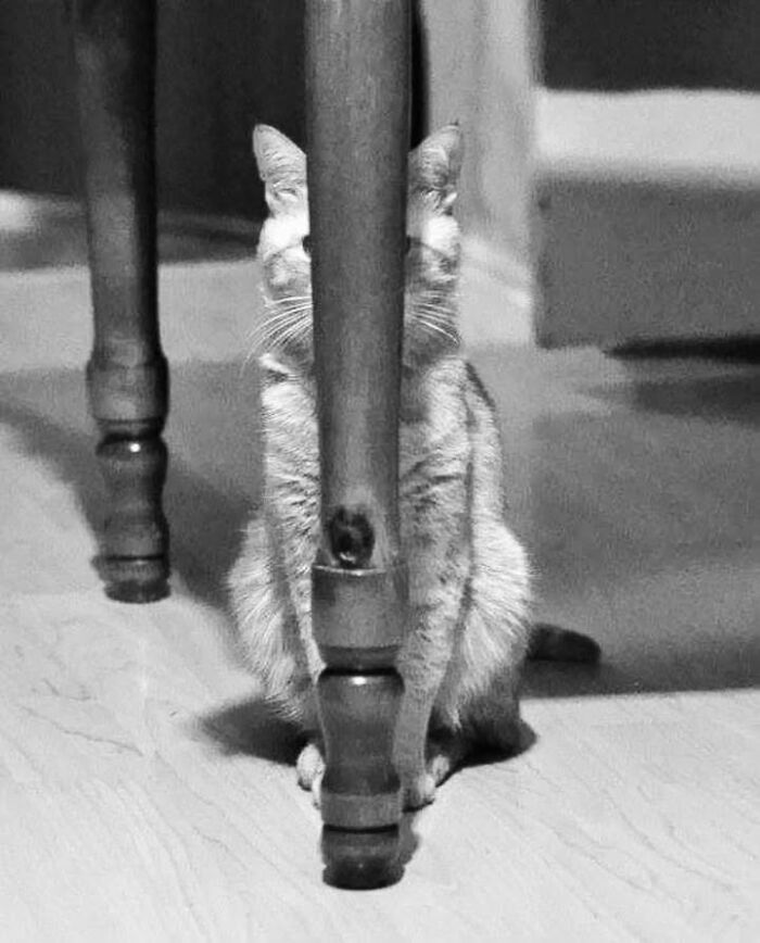 This Page Shared 63 New Photos That Show Why We&rsquo;ll Never Get Tired Of Cats And Dogs