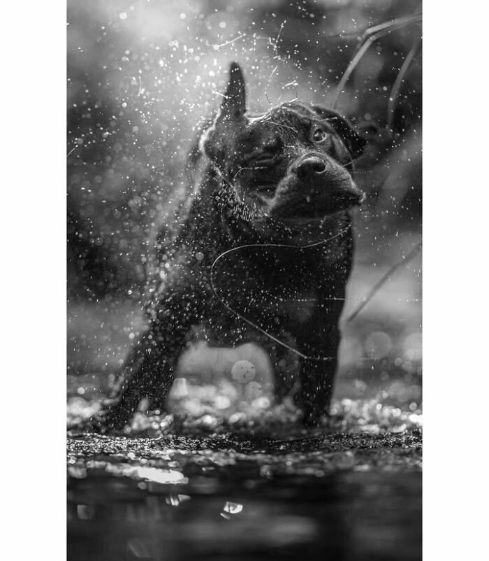 This Page Shared 63 New Photos That Show Why We&rsquo;ll Never Get Tired Of Cats And Dogs