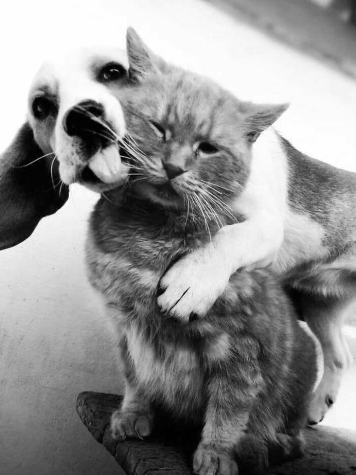 This Page Shared 63 New Photos That Show Why We&rsquo;ll Never Get Tired Of Cats And Dogs