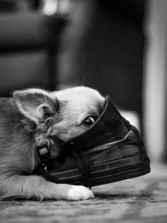 This Page Shared 63 New Photos That Show Why We&rsquo;ll Never Get Tired Of Cats And Dogs