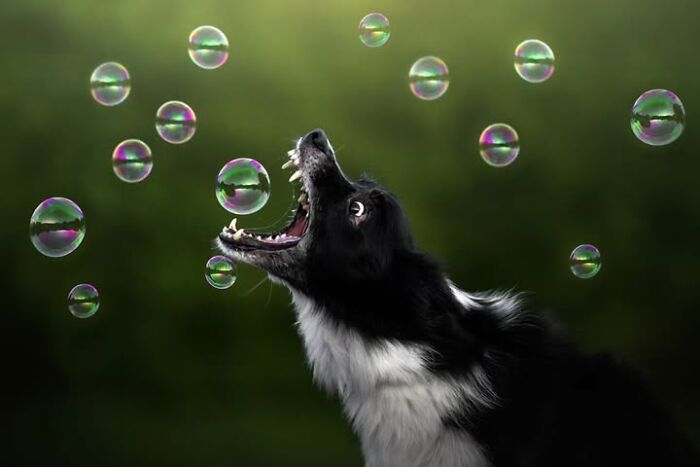 This Page Shared 63 New Photos That Show Why We&rsquo;ll Never Get Tired Of Cats And Dogs
