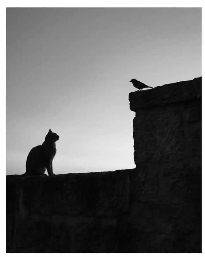 This Page Shared 63 New Photos That Show Why We&rsquo;ll Never Get Tired Of Cats And Dogs