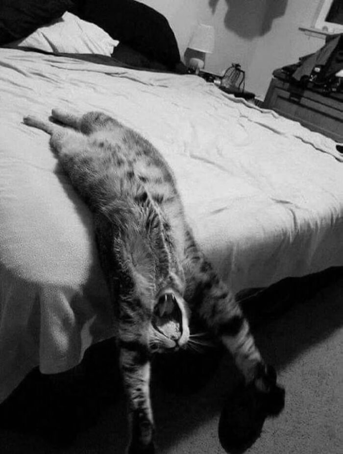 This Page Shared 63 New Photos That Show Why We&rsquo;ll Never Get Tired Of Cats And Dogs
