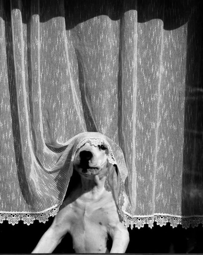 This Page Shared 63 New Photos That Show Why We&rsquo;ll Never Get Tired Of Cats And Dogs