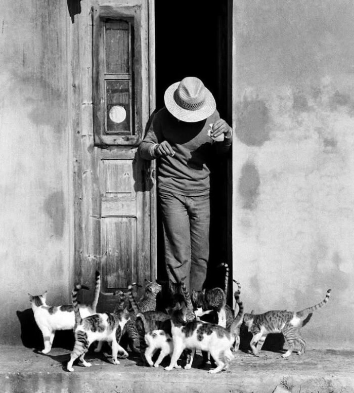 This Page Shared 63 New Photos That Show Why We&rsquo;ll Never Get Tired Of Cats And Dogs
