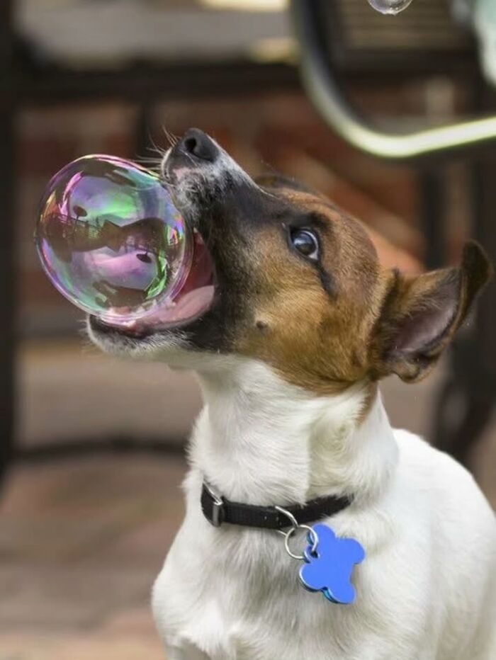 This Page Shared 63 New Photos That Show Why We&rsquo;ll Never Get Tired Of Cats And Dogs