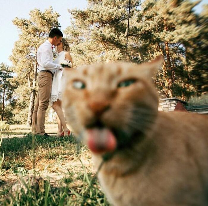 39 Times Family Photos With Cats Went Hilariously Wrong, As Shared By This Page