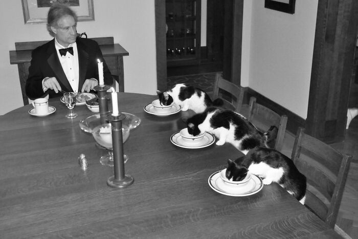 39 Times Family Photos With Cats Went Hilariously Wrong, As Shared By This Page