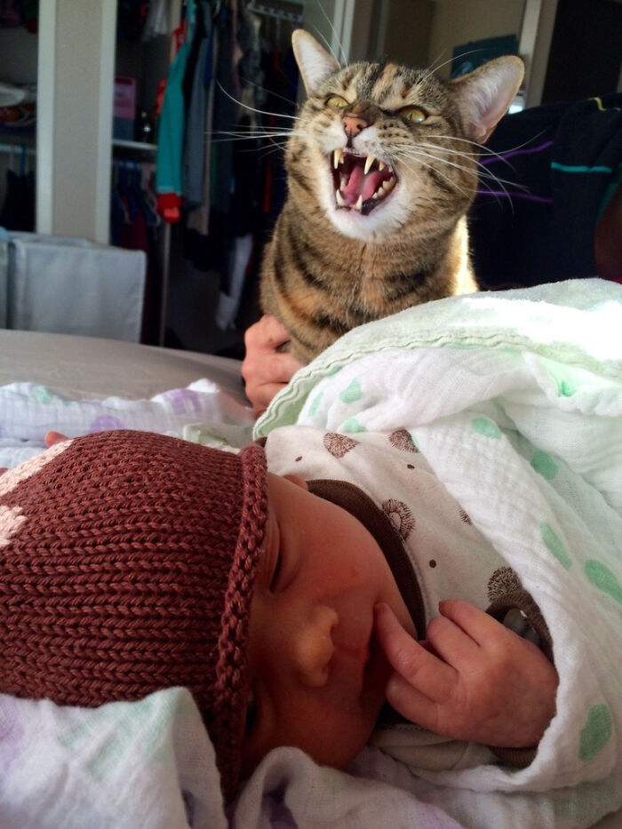 39 Times Family Photos With Cats Went Hilariously Wrong, As Shared By This Page