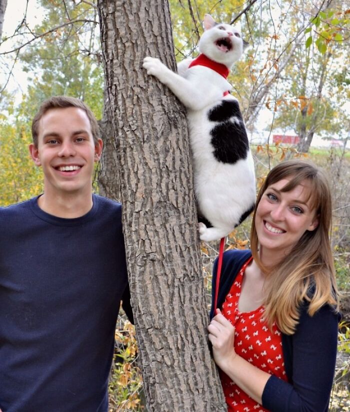 39 Times Family Photos With Cats Went Hilariously Wrong, As Shared By This Page