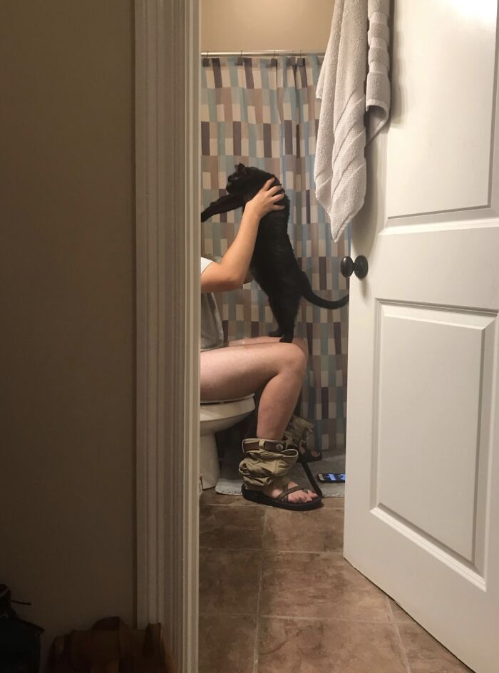 39 Times Family Photos With Cats Went Hilariously Wrong, As Shared By This Page