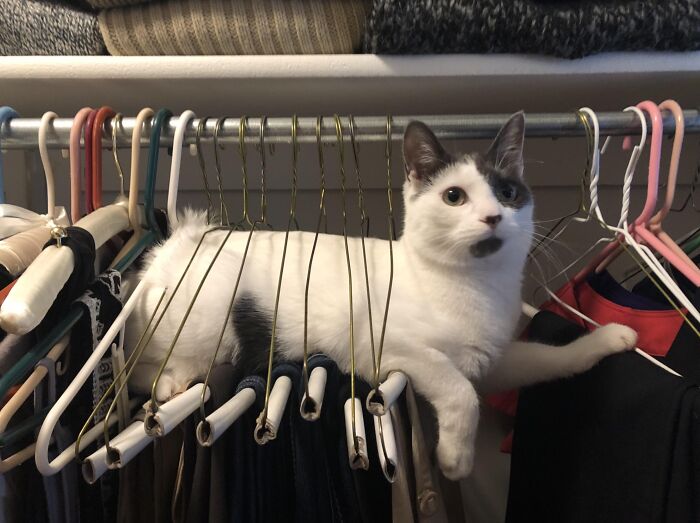 39 Times Family Photos With Cats Went Hilariously Wrong, As Shared By This Page
