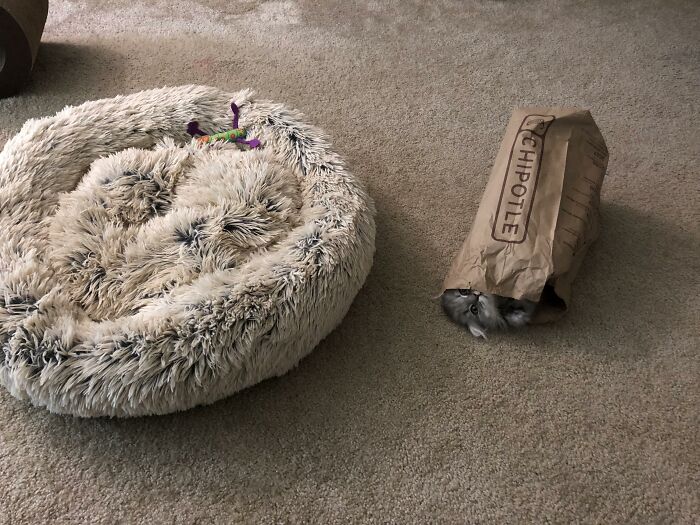 39 Times Family Photos With Cats Went Hilariously Wrong, As Shared By This Page