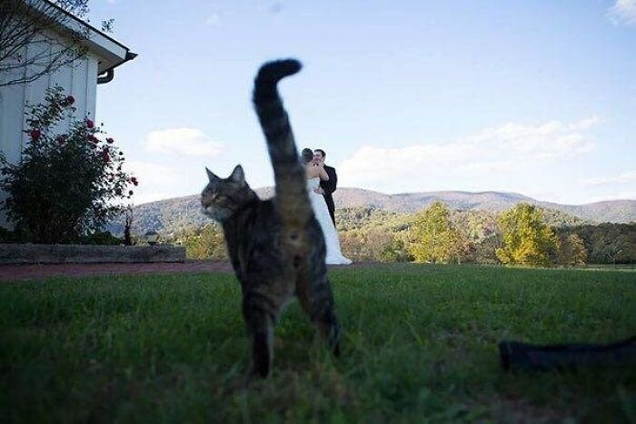 39 Times Family Photos With Cats Went Hilariously Wrong, As Shared By This Page
