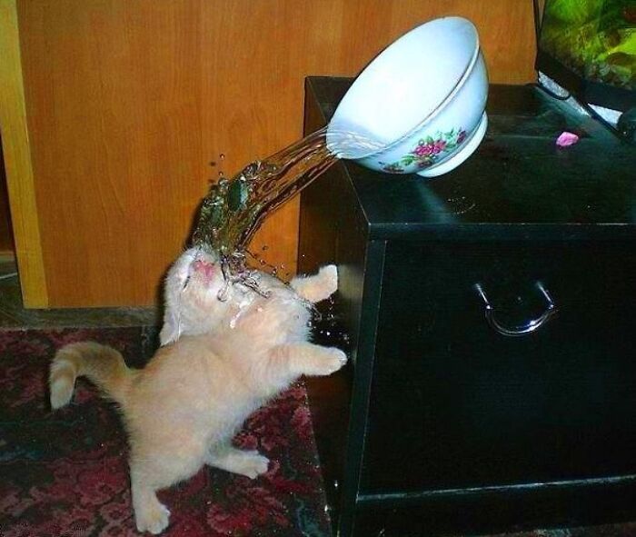 39 Times Family Photos With Cats Went Hilariously Wrong, As Shared By This Page