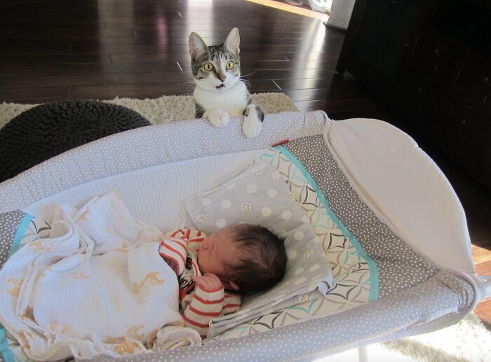 39 Times Family Photos With Cats Went Hilariously Wrong, As Shared By This Page