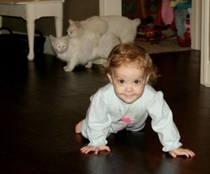 39 Times Family Photos With Cats Went Hilariously Wrong, As Shared By This Page