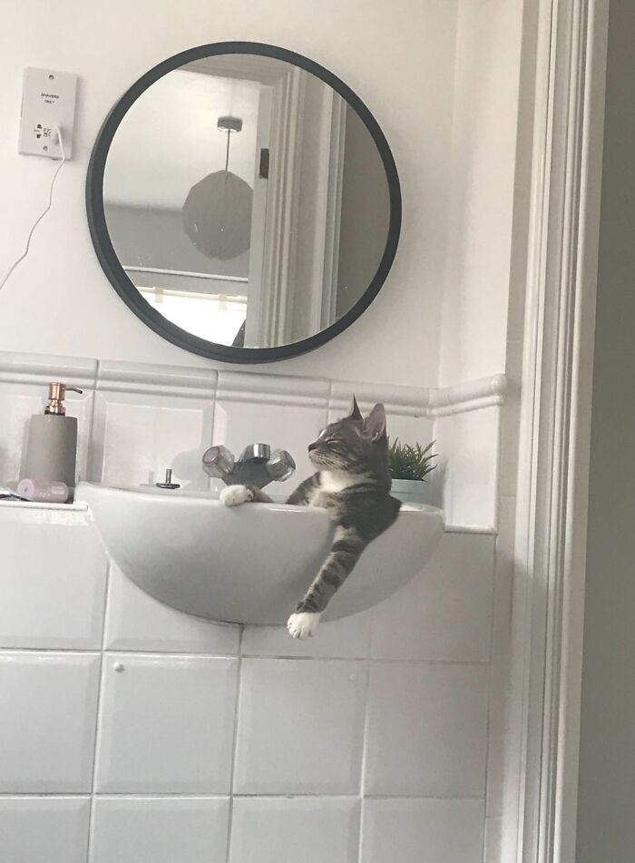 39 Times Family Photos With Cats Went Hilariously Wrong, As Shared By This Page
