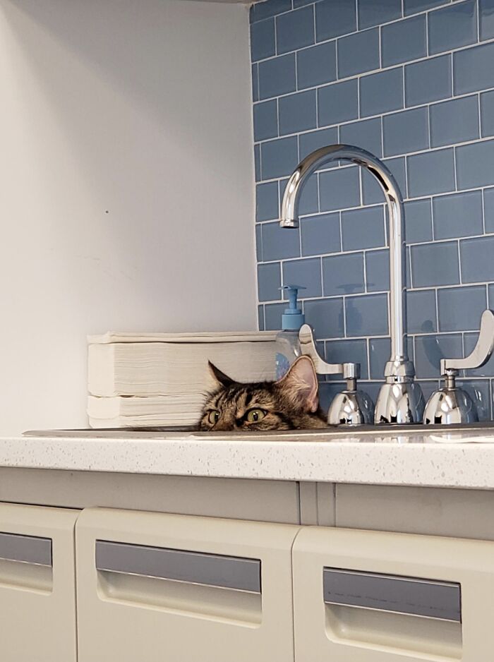 39 Times Family Photos With Cats Went Hilariously Wrong, As Shared By This Page