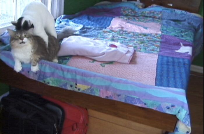 39 Times Family Photos With Cats Went Hilariously Wrong, As Shared By This Page