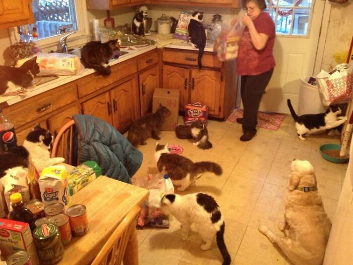 39 Times Family Photos With Cats Went Hilariously Wrong, As Shared By This Page