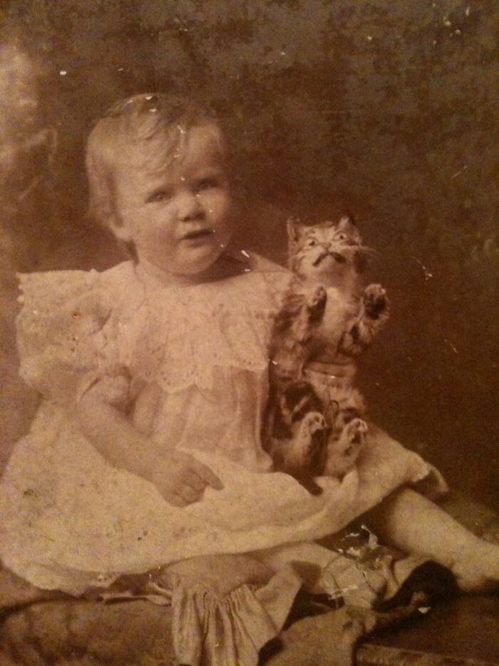 39 Times Family Photos With Cats Went Hilariously Wrong, As Shared By This Page
