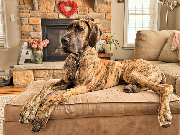 Boyfriend Gets A Large Dog While Girlfriend Recovers From Surgery, Then Loses Her For Good Boyfriend Gets A Large Dog While Girlfriend Recovers From Surgery, Then Loses Her For Good