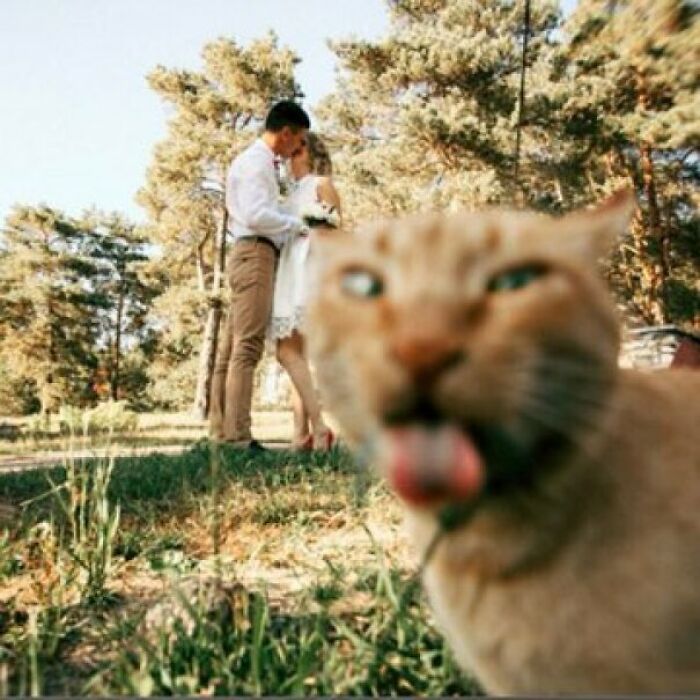 84 Photos Where Something In The Background Completely Hijacked The Moment (New Pics) 84 Photos Where Something In The Background Completely Hijacked The Moment (New Pics)