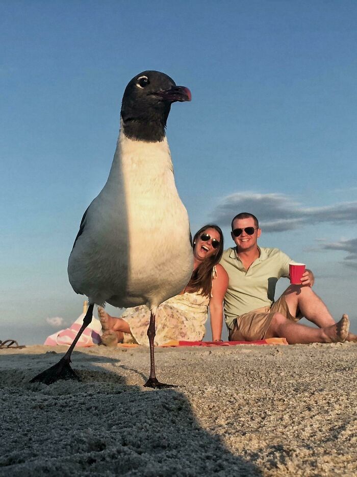 84 Photos Where Something In The Background Completely Hijacked The Moment (New Pics) 84 Photos Where Something In The Background Completely Hijacked The Moment (New Pics)