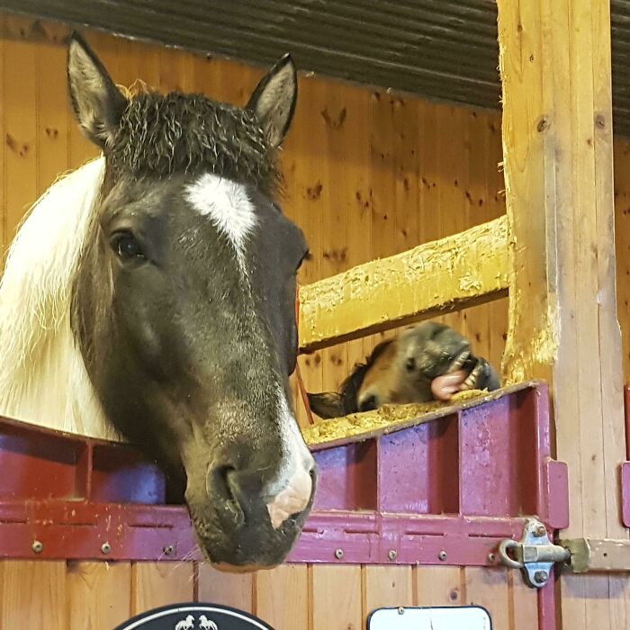 84 Photos Where Something In The Background Completely Hijacked The Moment (New Pics) 84 Photos Where Something In The Background Completely Hijacked The Moment (New Pics)