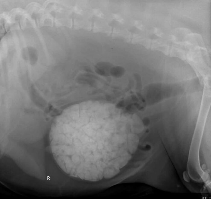 44 Interesting, Cool And A Bit Disturbing Medical Photos And Stories 44 Interesting, Cool And A Bit Disturbing Medical Photos And Stories