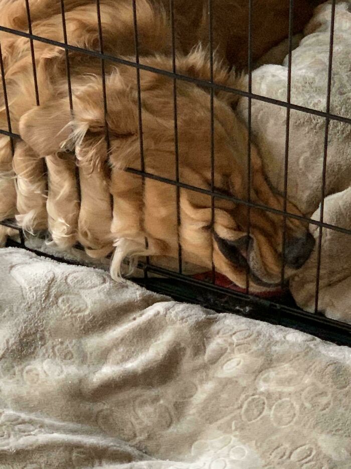 67 Dogs Who Left Their Owners Wondering What Exactly Was Going On In Their Heads (New Pics)