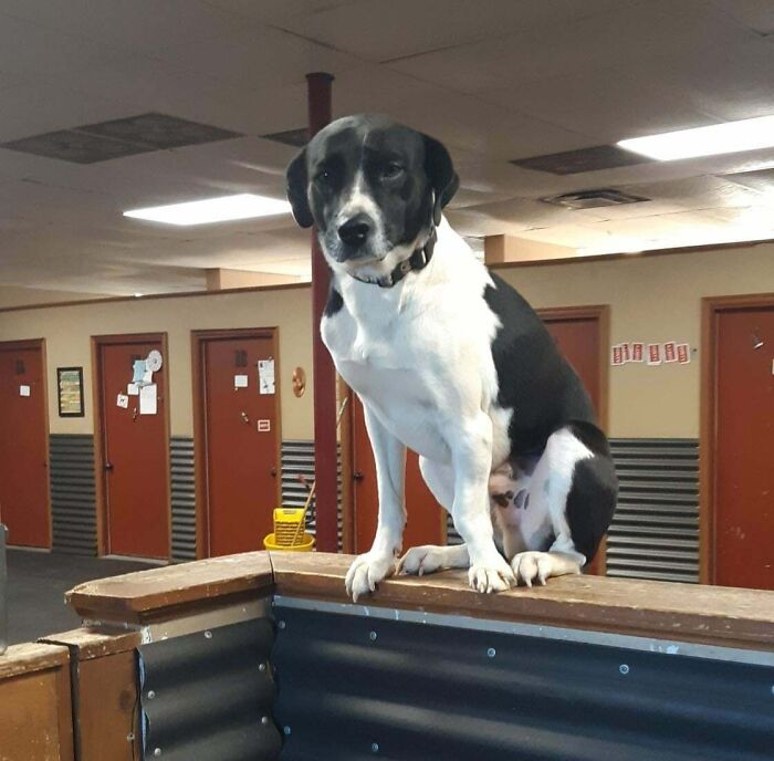 67 Dogs Who Left Their Owners Wondering What Exactly Was Going On In Their Heads (New Pics)