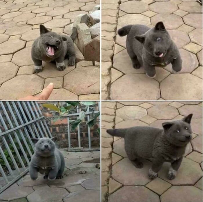 67 Dogs Who Left Their Owners Wondering What Exactly Was Going On In Their Heads (New Pics)