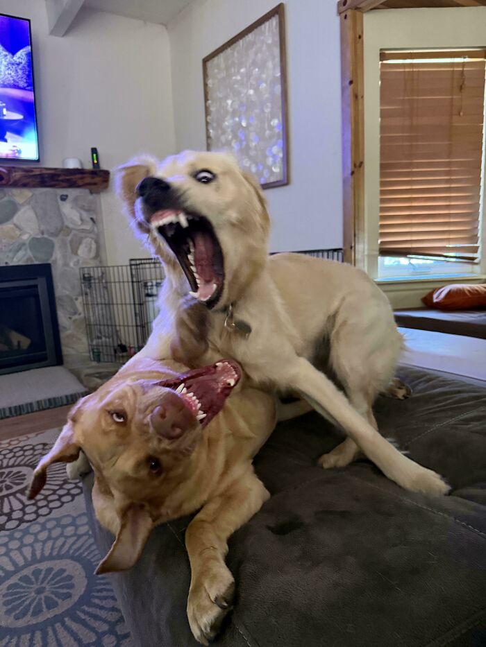 67 Dogs Who Left Their Owners Wondering What Exactly Was Going On In Their Heads (New Pics)