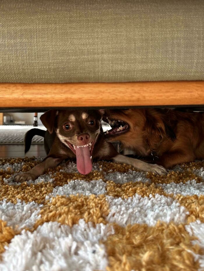67 Dogs Who Left Their Owners Wondering What Exactly Was Going On In Their Heads (New Pics)