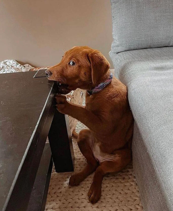 67 Dogs Who Left Their Owners Wondering What Exactly Was Going On In Their Heads (New Pics)
