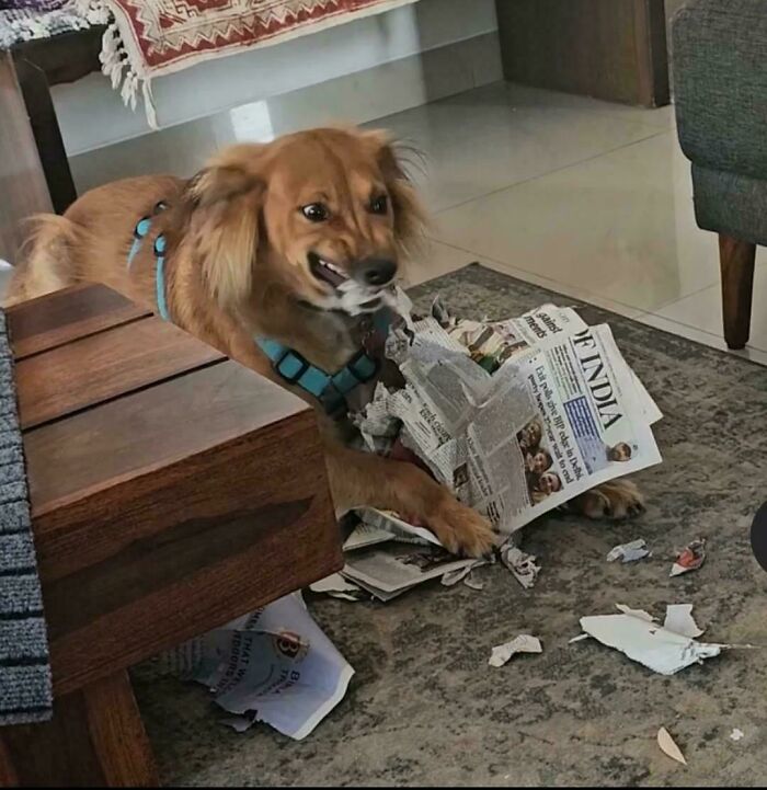 67 Dogs Who Left Their Owners Wondering What Exactly Was Going On In Their Heads (New Pics)