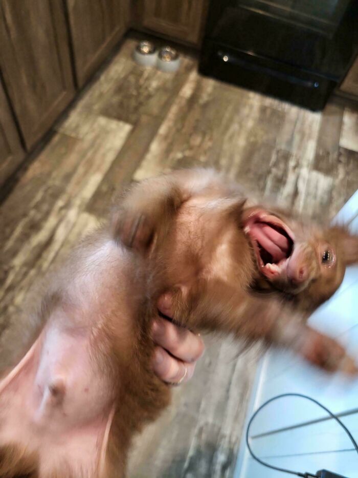 67 Dogs Who Left Their Owners Wondering What Exactly Was Going On In Their Heads (New Pics)