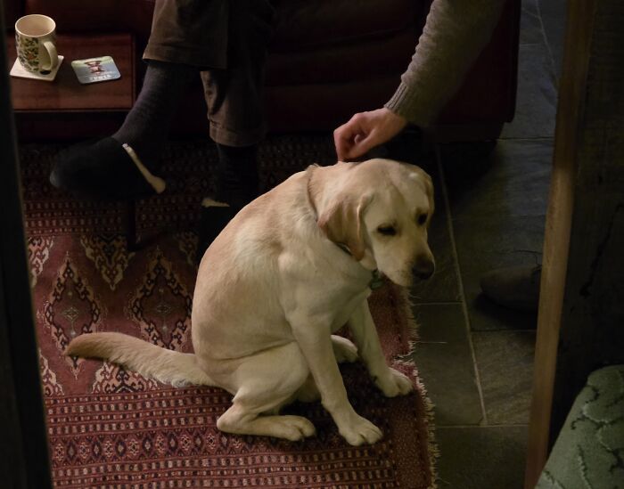 67 Dogs Who Left Their Owners Wondering What Exactly Was Going On In Their Heads (New Pics)
