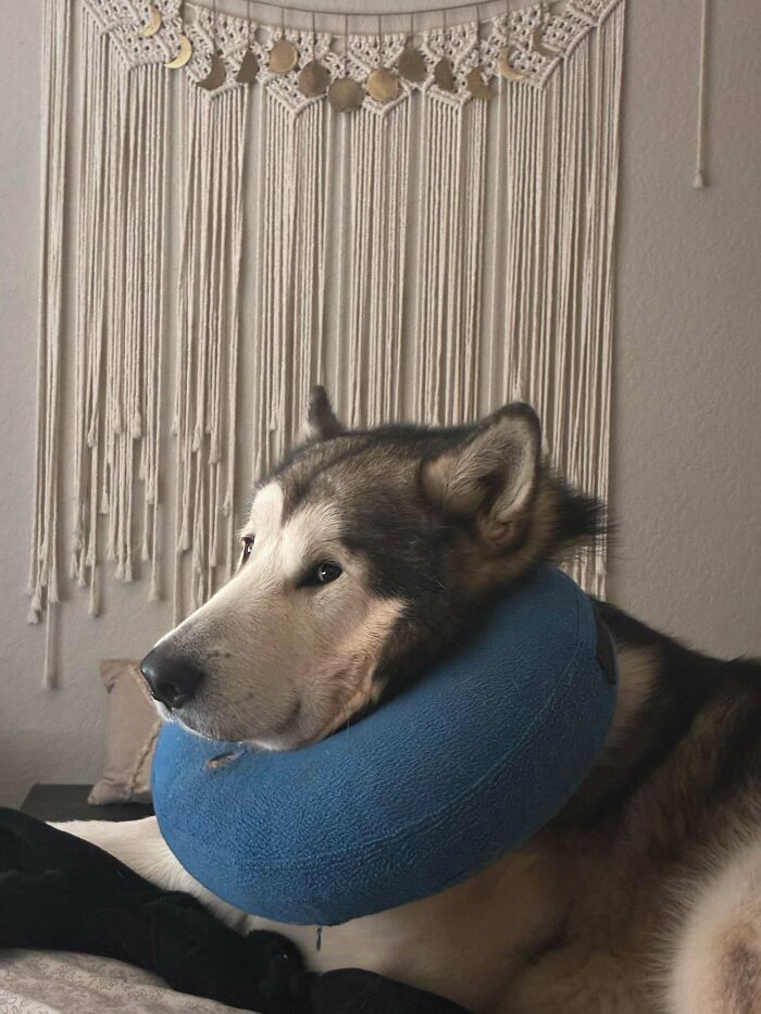 67 Dogs Who Left Their Owners Wondering What Exactly Was Going On In Their Heads (New Pics)