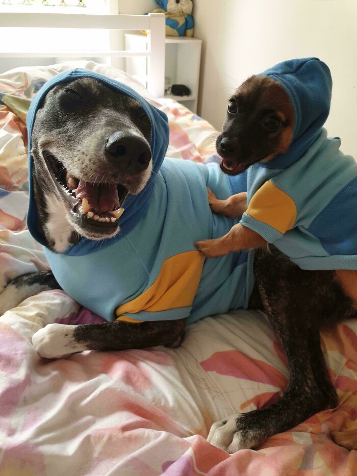 67 Dogs Who Left Their Owners Wondering What Exactly Was Going On In Their Heads (New Pics)