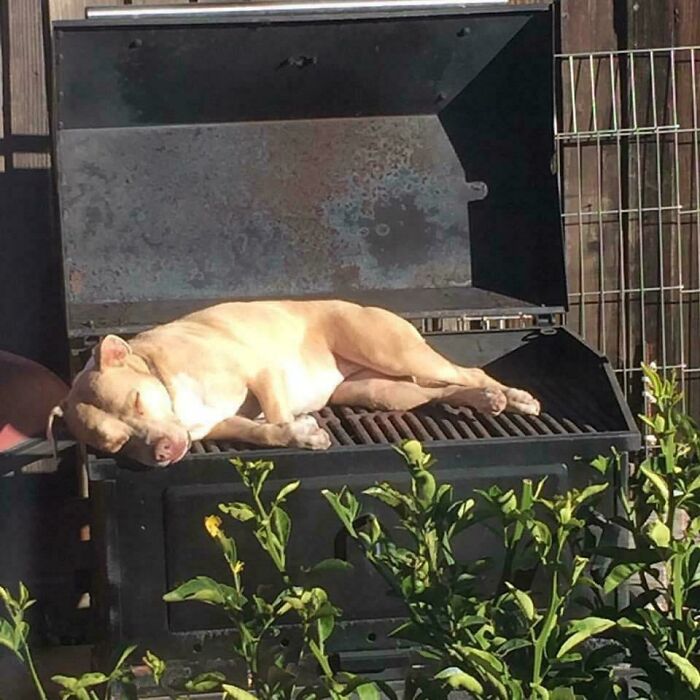 67 Dogs Who Left Their Owners Wondering What Exactly Was Going On In Their Heads (New Pics)