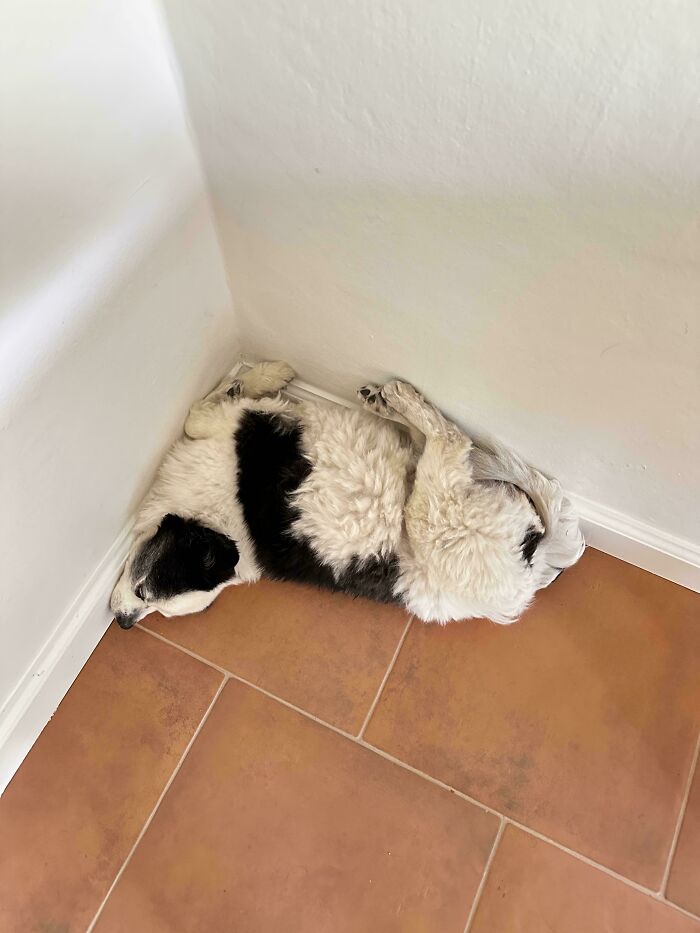 67 Dogs Who Left Their Owners Wondering What Exactly Was Going On In Their Heads (New Pics)
